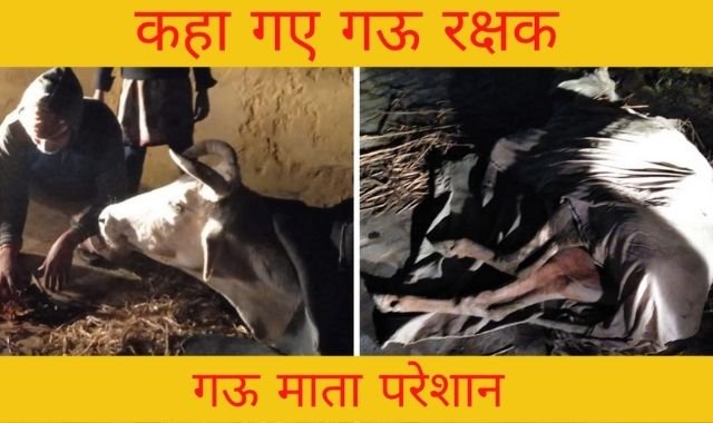 COW SAVED BY EMPOWERING HUMANITY||COW SAFTEY||NOTOSOCIALEVILS||JEEV RAKSHA